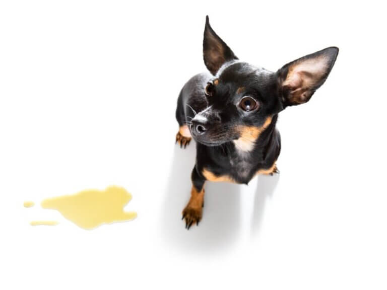 Cristaux dans l'urine de chien : symptômes, types et traitement