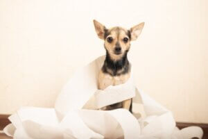 Diarrhée provoquée par Clostridium chez le chien : symptômes et traitement