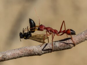 Quelle est la fourmi la plus dangereuse au monde ?