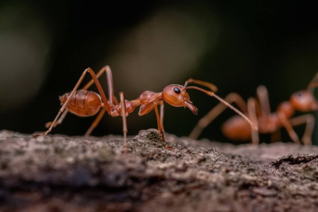 Les fourmis dorment-elles ?