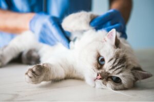 Gastrinome chez le chat : causes, symptômes et traitements