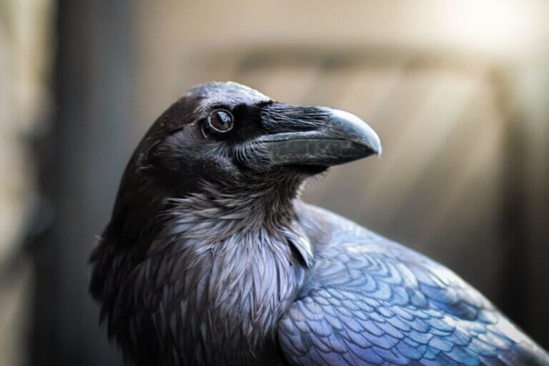Grand corbeau : habitat et caractéristiques