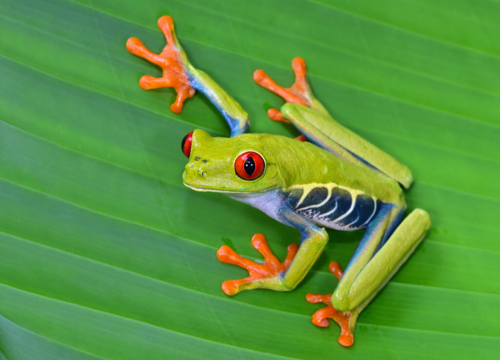 Les 12 plus beaux animaux du Costa Rica