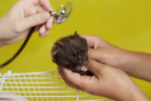 12 symptômes qui indiquent que votre hamster va mourir