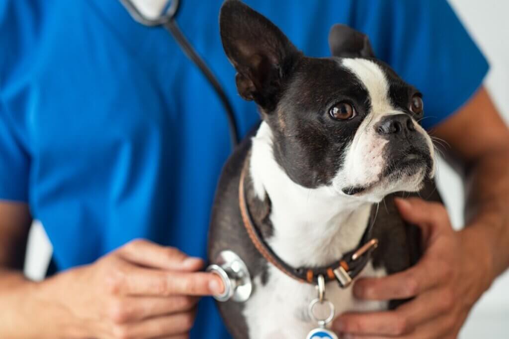 Hyperplasie bénigne de la prostate chez le chien : symptômes et traitement