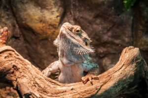 Hypothermie chez les reptiles domestiques : causes, symptômes et traitement