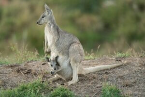 Kangourou géant : habitat et caractéristiques