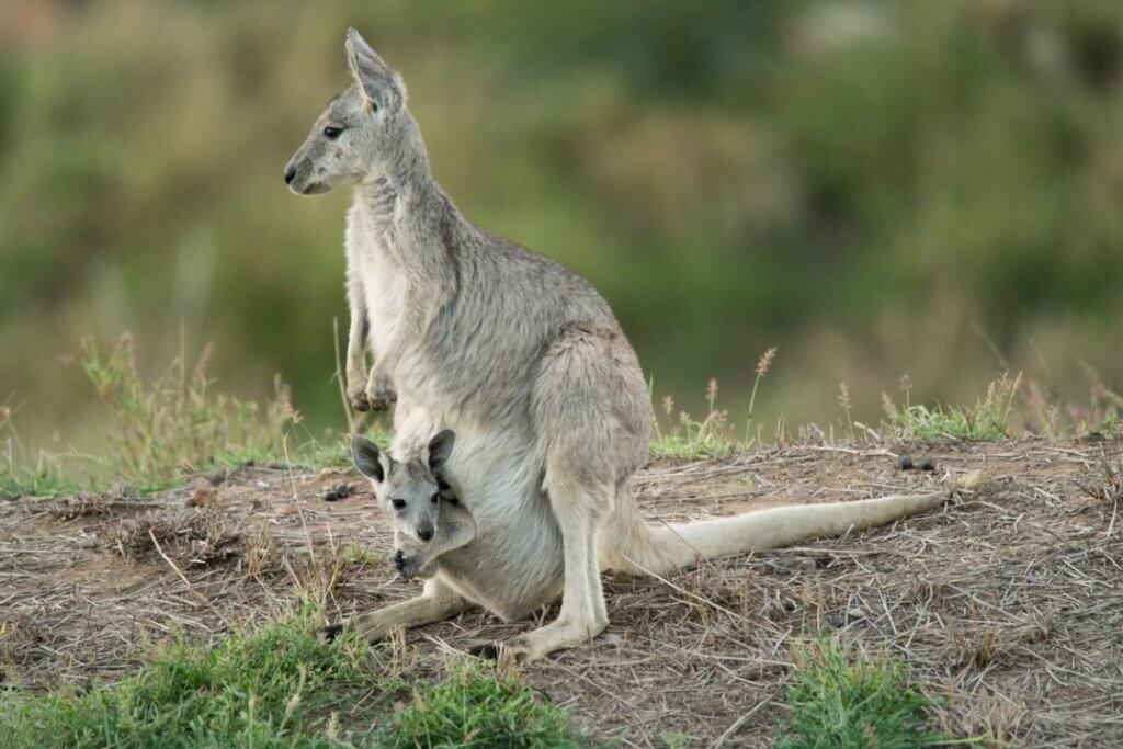 Kangourou géant : habitat et caractéristiques