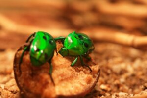 Que mangent les coléoptères ?