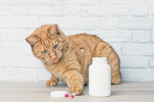 Le paracétamol est-il toxique pour les chats ?