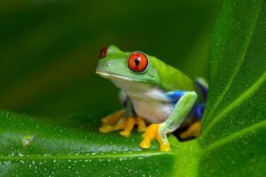 Rainette aux yeux rouges : habitat et caractéristiques