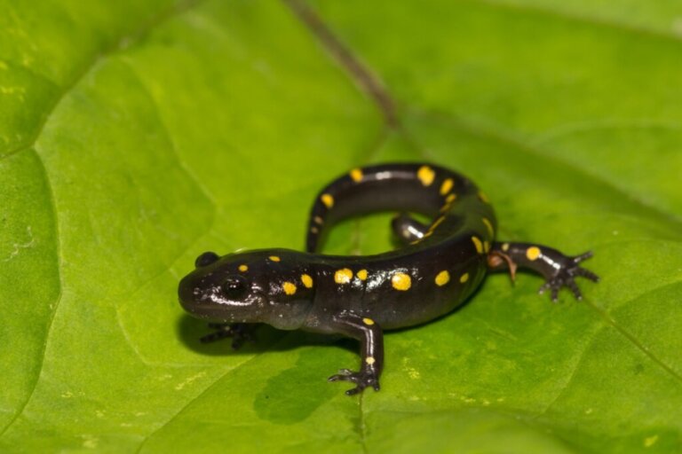 Types de salamandres