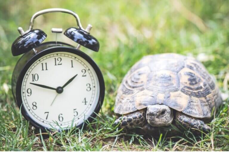Combien d'années vit une tortue domestique ?