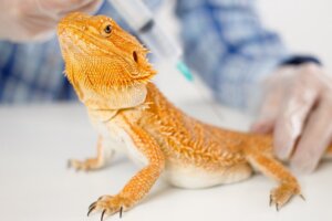 Prolapsus cloacal chez les reptiles : symptômes et traitement