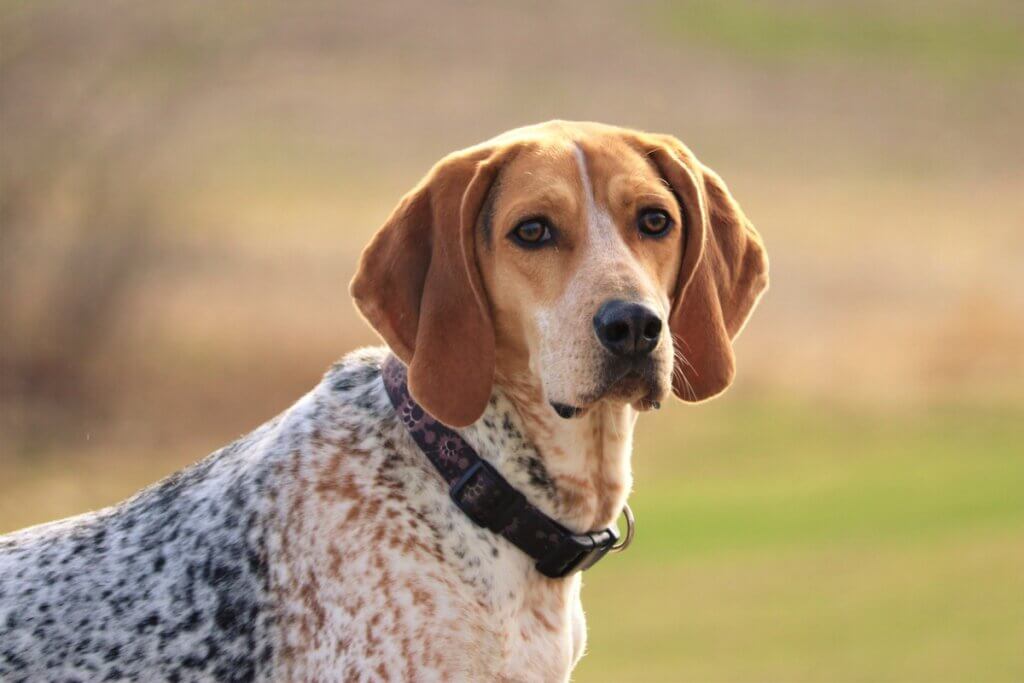 American english coonhound : ce qu’il faut savoir sur cette race