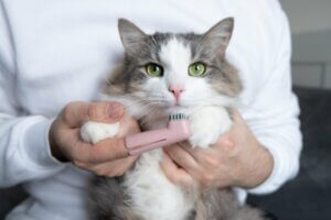 Les maladies bucco-dentaires les plus courantes chez le chat