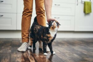 Pourquoi les chats passent-ils entre nos jambes ?