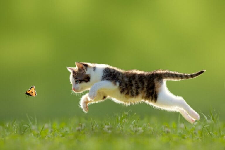 A quel âge les chats apprennent-ils à chasser les souris ?