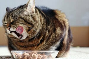 L’alimentation des chats atteints d’hépatite
