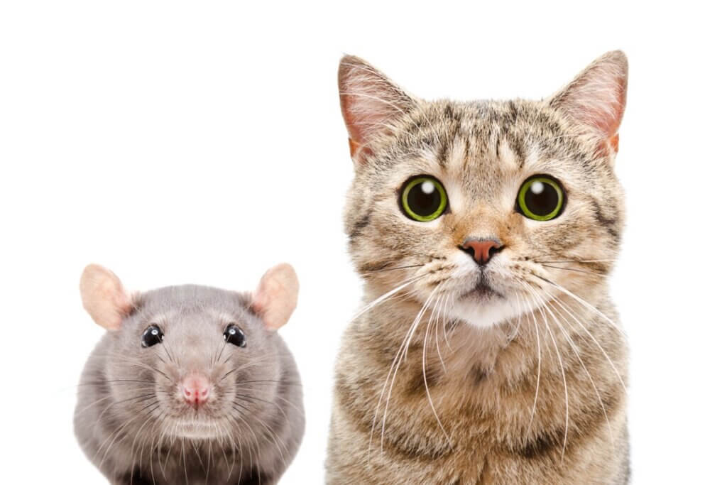 Les maladies transmises par les rats aux chats