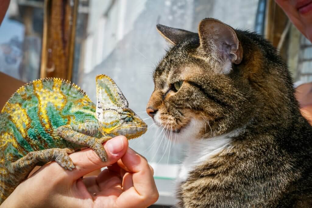 Chats et reptiles : la cohabitation est-elle possible ?