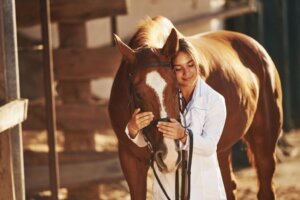 Stomatite vésiculeuse chez le cheval : symptômes et traitement