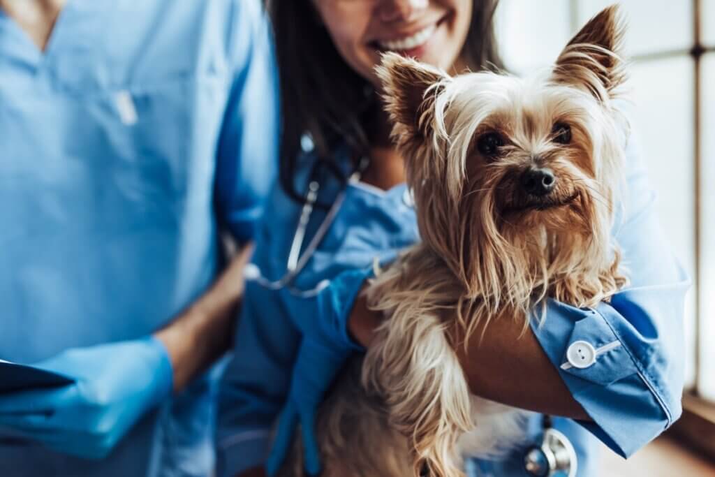Nocardiose chez le chien : symptômes et traitement