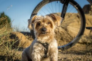 Comment aider un chien qui a peur des vélos ?
