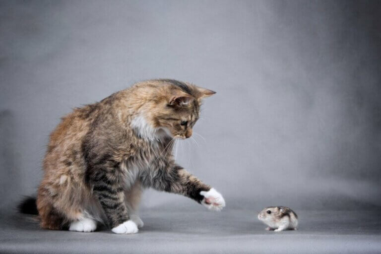 Cohabitation entre un chat et un hamster : est-ce possible ?