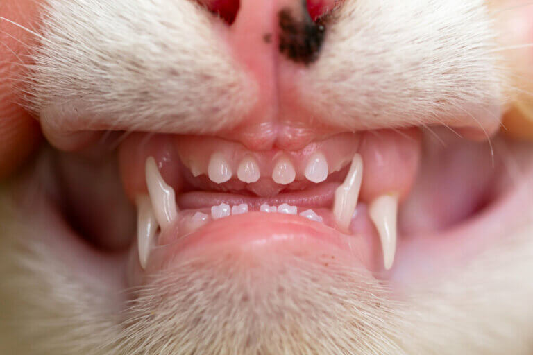 Combien de dents a un chat ?