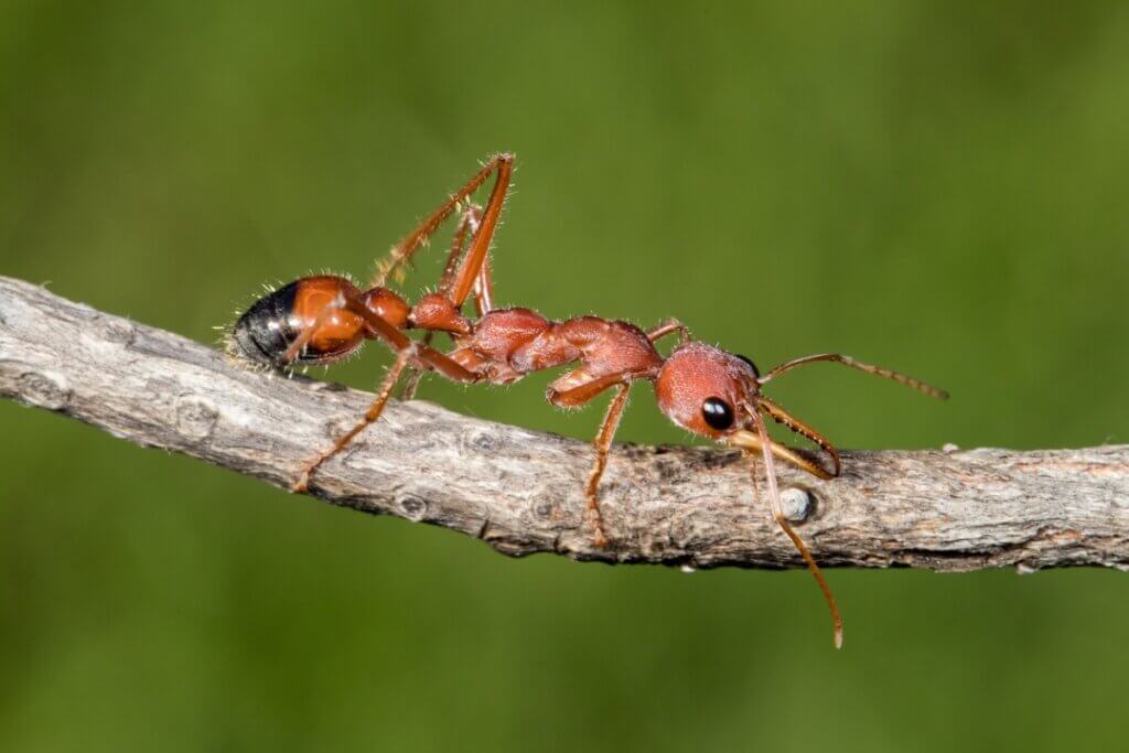 Les fourmis piquent ou mordent ?