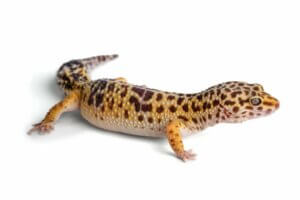 La queue de mon gecko léopard est tombée : que faire ?