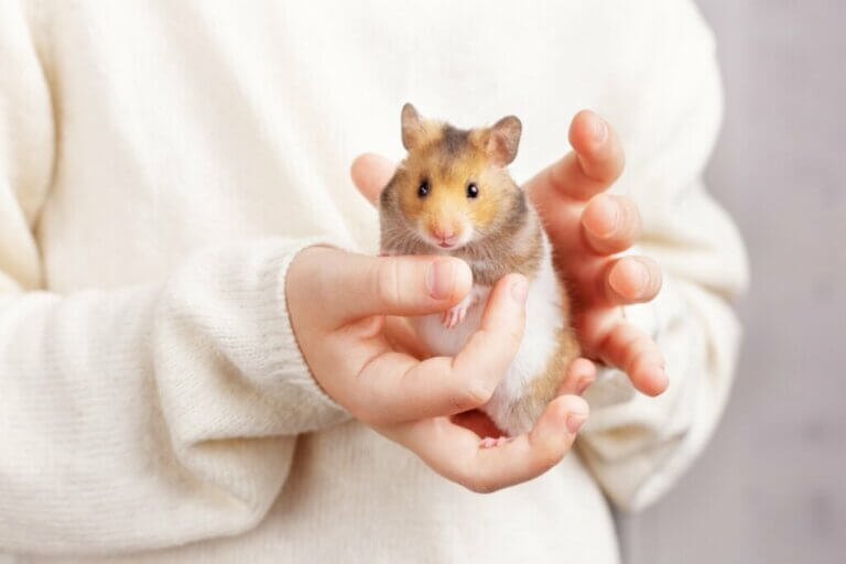 Comment empêcher un hamster de manger ses petits ?