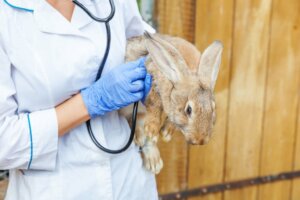 Pododermatite chez le lapin : causes, symptômes et traitements