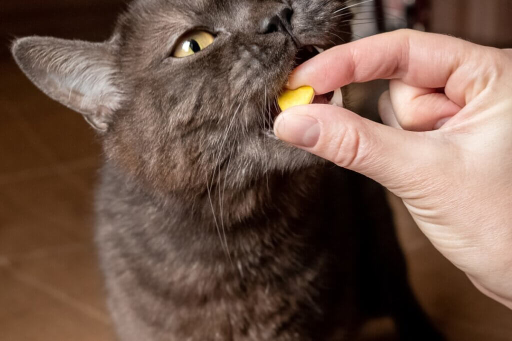 Micralax pour chats : indication et contre-indications