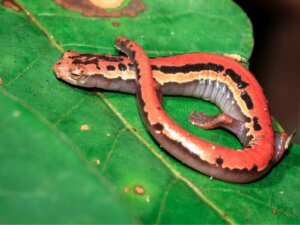 Salamandre de Jackson : sa redécouverte au Guatemala après 42 ans
