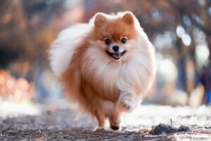 Spitz allemand : tout ce qu'il faut savoir sur cette race de chiens