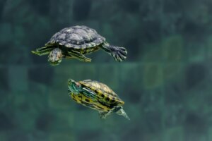 L’alimentation des tortues aquatiques