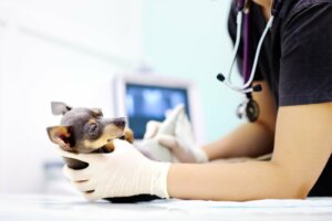 Tumeur testiculaire chez le chien : causes, symptômes et traitement