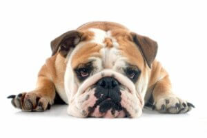Bulldog anglais : les maladies plus courantes