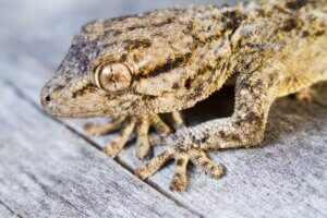 Est-il possible d'avoir un gecko comme animal de compagnie ?
