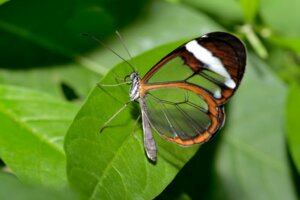 Les 9 plus beaux papillons de la nature