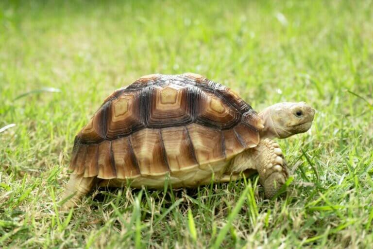 7 conseils pour prendre soin d'une tortue terrestre