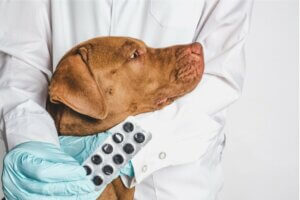 Dexaméthasone pour chiens : indications et effets secondaires