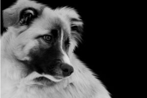 Aïdi ou chien de montagne de l'Atlas : tout ce qu'il faut savoir sur cette race de chiens