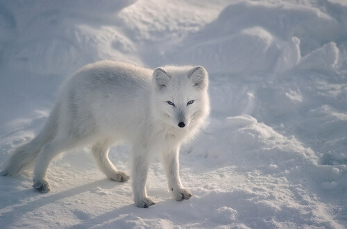 10 animaux adaptés au froid extrême