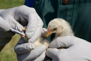 Bronchite infectieuse aviaire : symptômes et traitement
