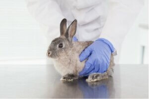 Callosités chez le lapin : traitement et prévention