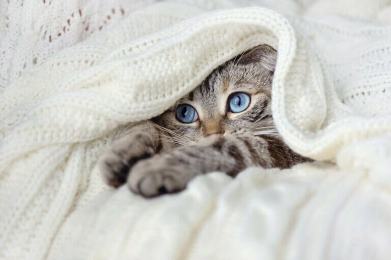 Mon chat pétrit les couvertures : pourquoi ?