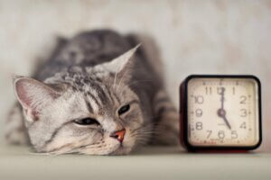 Comment apprendre à un chat à dormir la nuit ?